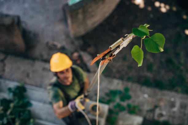 How Our Tree Care Process Works  in Riverview Park, PA